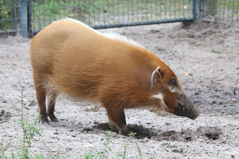 Potamochoerus porcus at Lowry Park Zoo