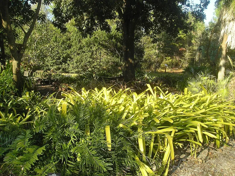 USF Botanical Garden5