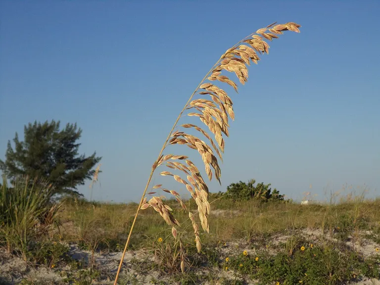 SEA OAT SAND KEY PARK FLORIDA2013083001