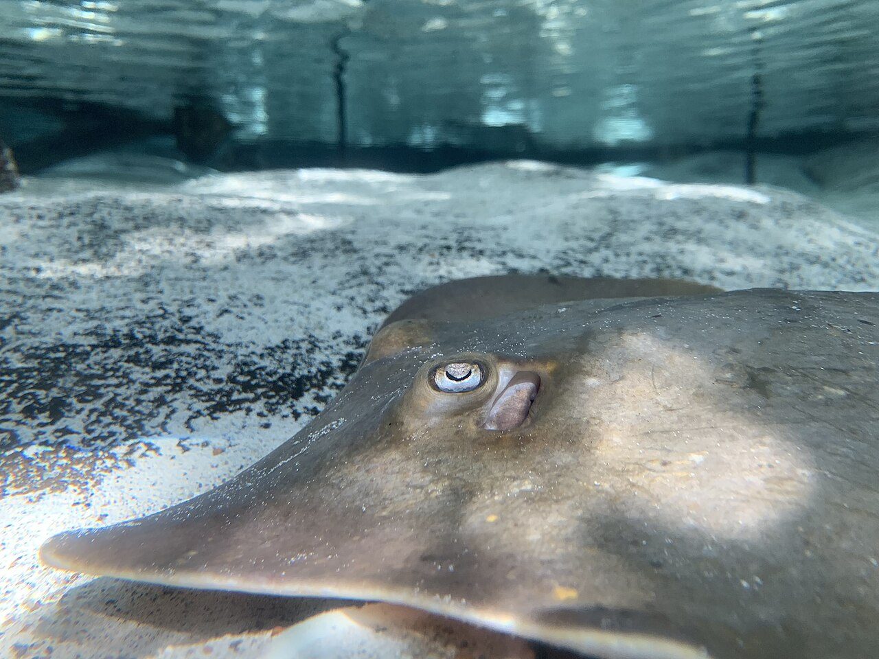 Atlantic stingray (Hypanus sabinus) Florida Aquarium