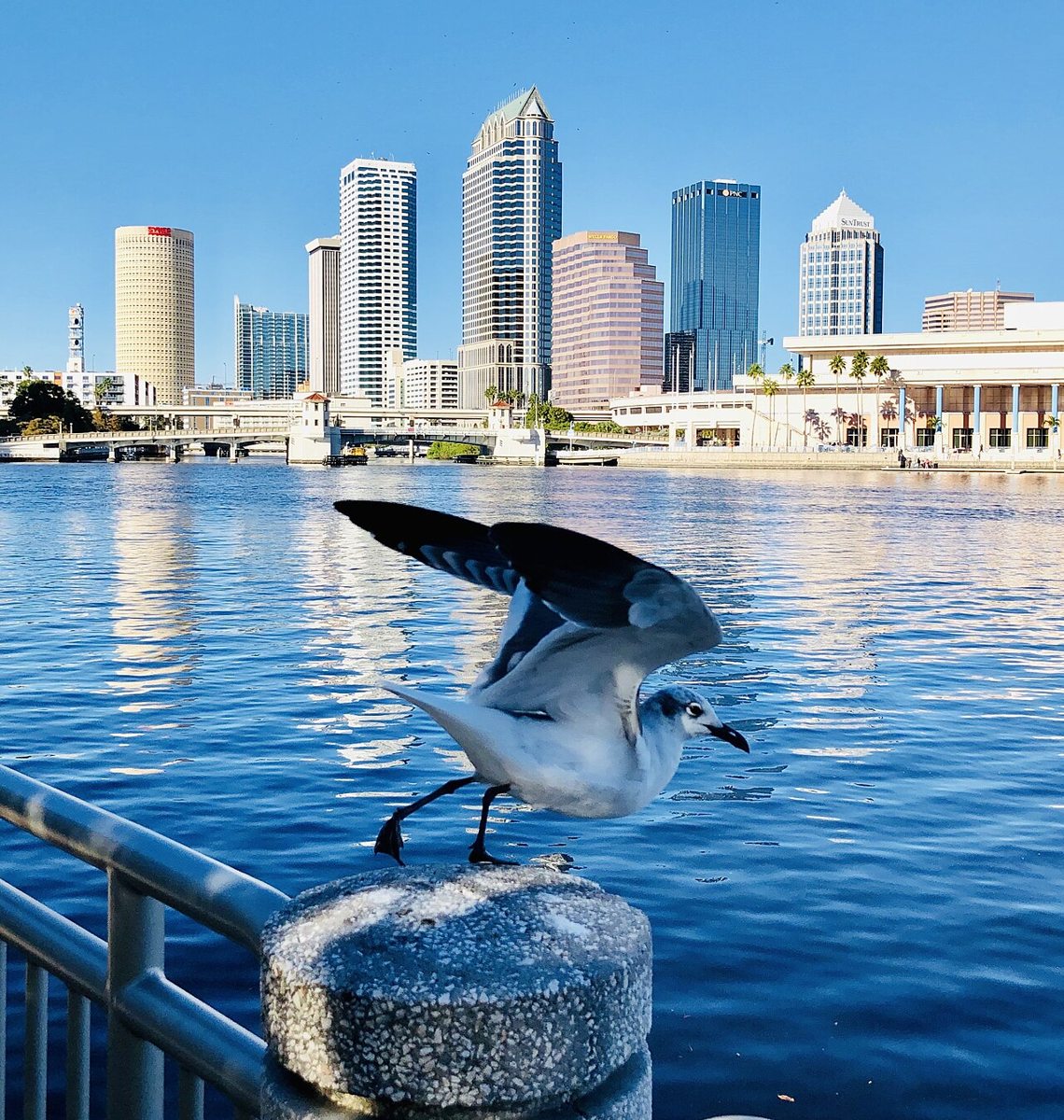 Tampa skyline — Tampa Skyline - Eric Statzer