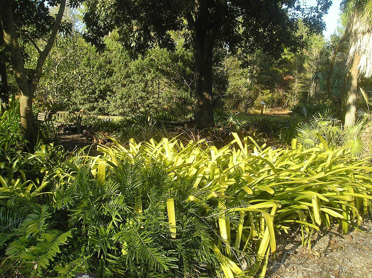 USF Botanical Garden5